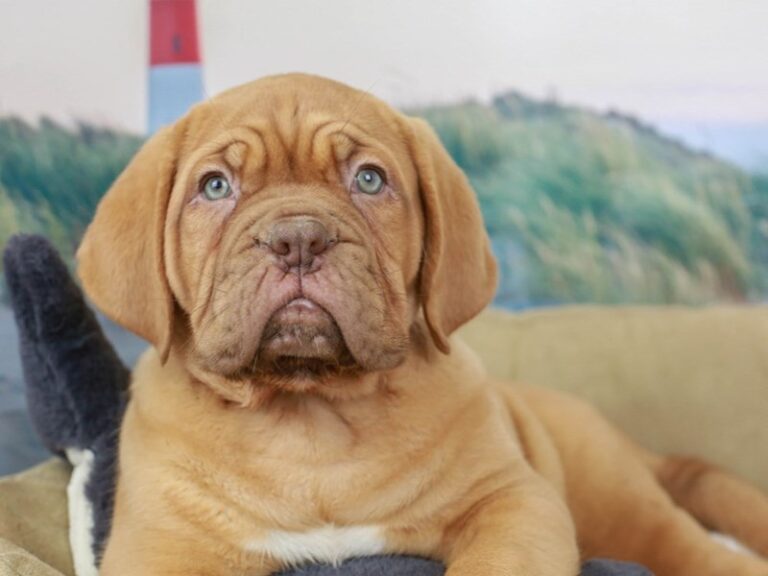 Dogue De Bordeaux