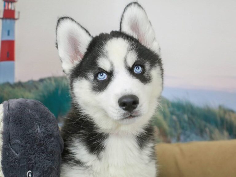 Siberian Husky