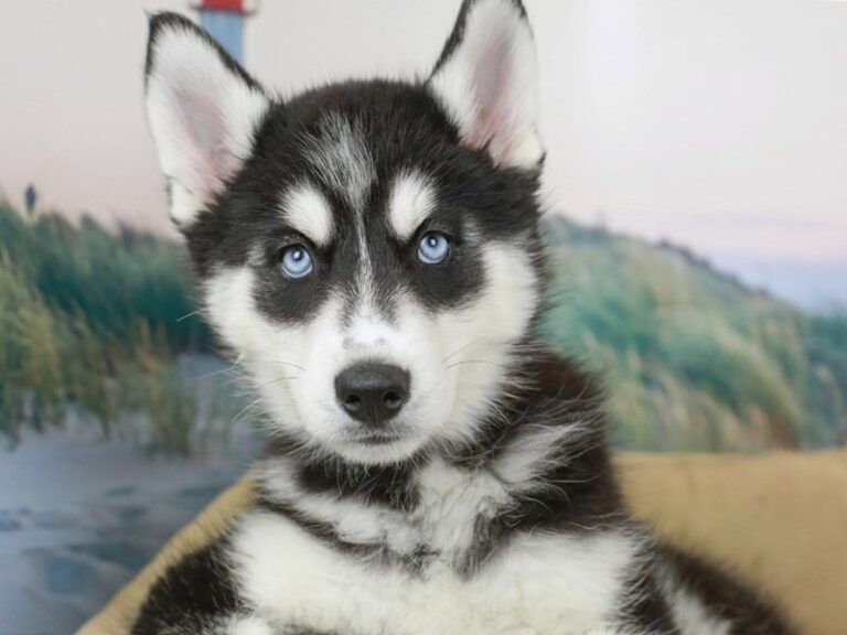 Siberian Husky