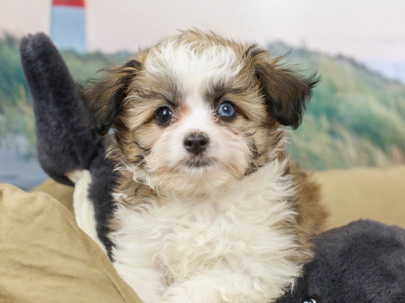 Aussie Chon-Male--2736261-Animal Kingdom | Puppies N Love