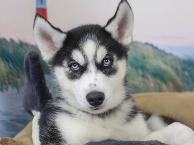 Siberian Husky