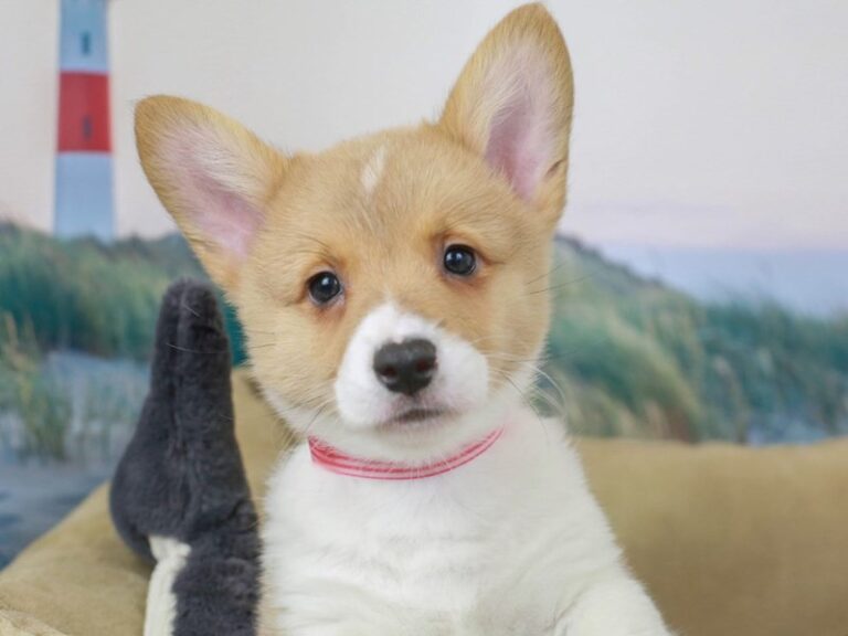 Pembroke Welsh Corgi