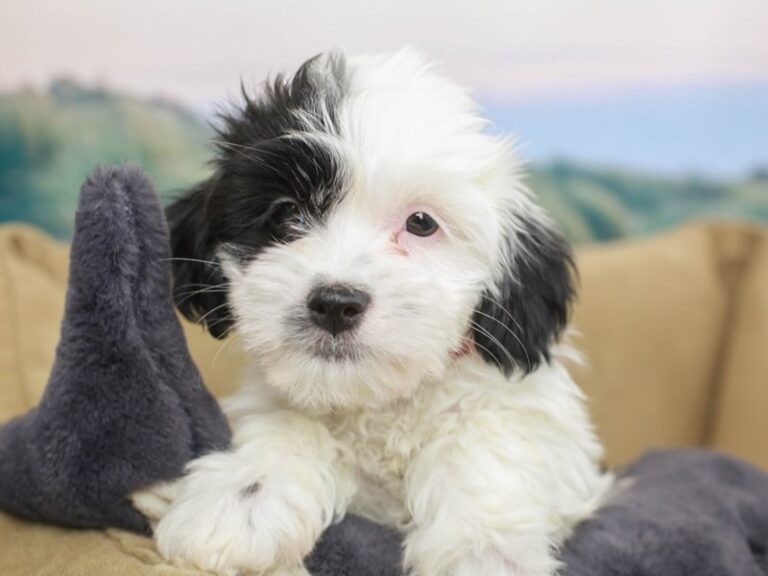 Havanese
