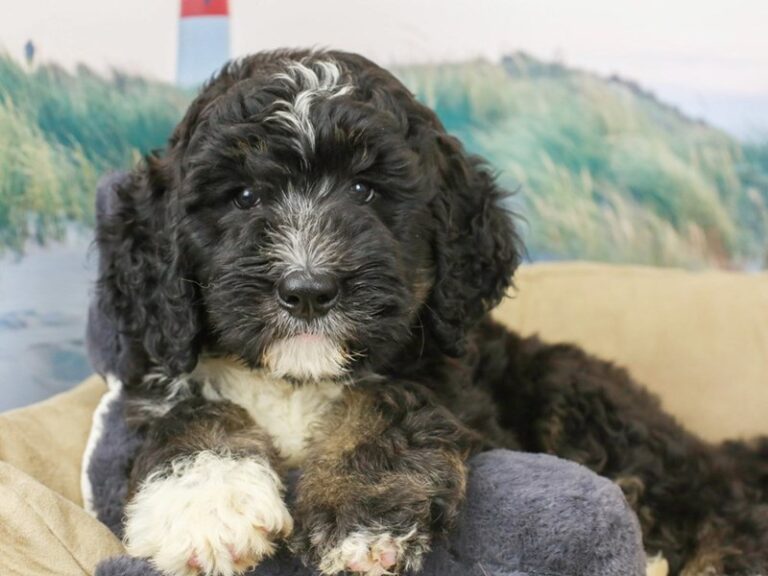 Bernadoodle