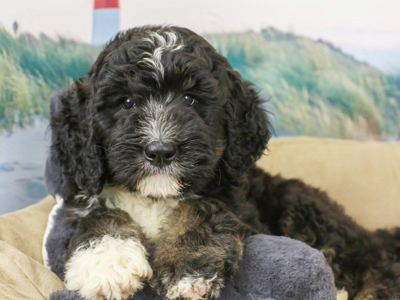 Bernadoodle-Male--2736615-Animal Kingdom | Puppies N Love