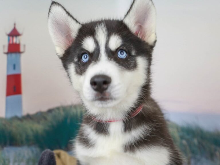 Siberian Husky
