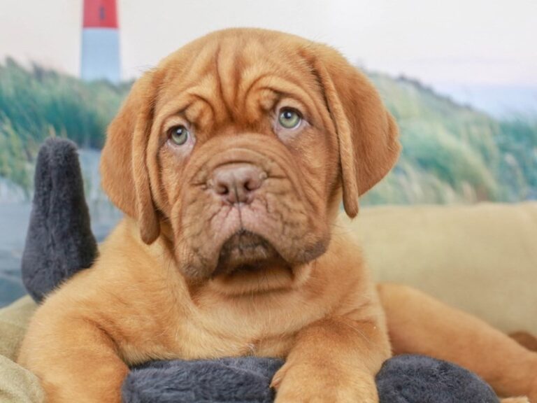 Dogue De Bordeaux