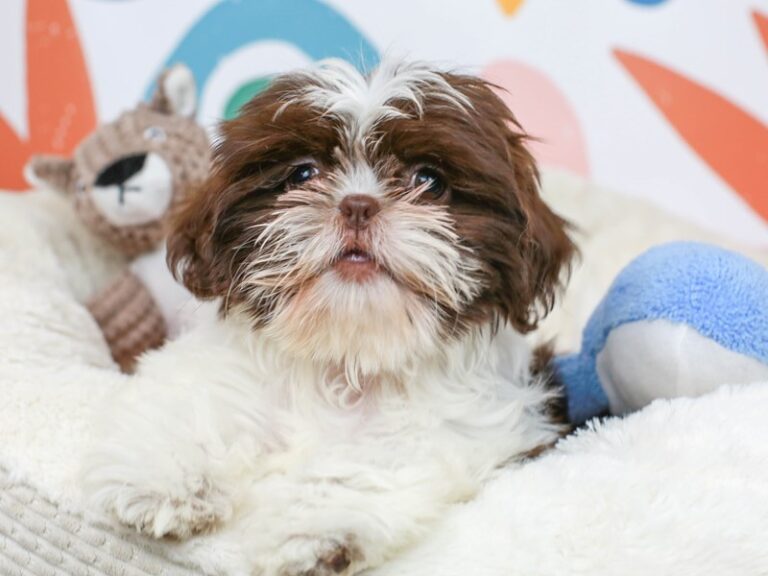 Shih Tzu