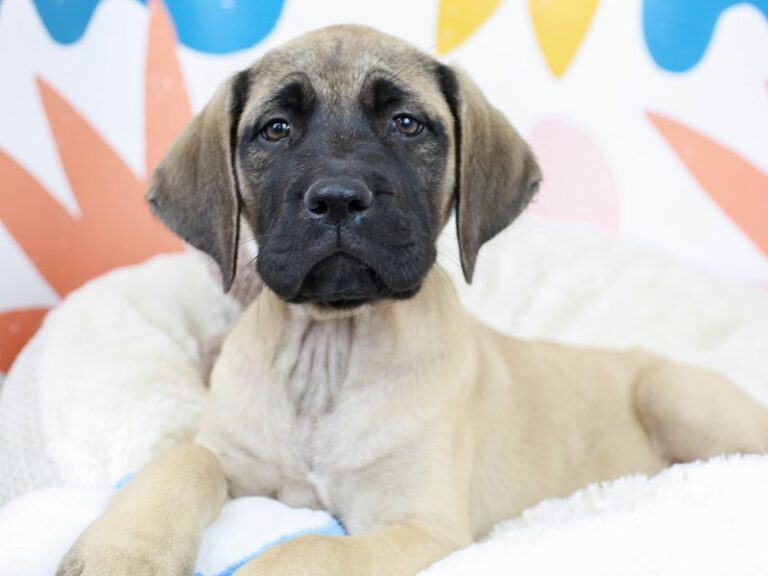 English Mastiff