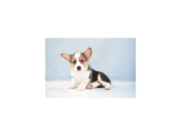 Pembroke Welsh Corgi