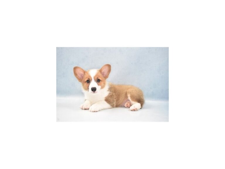 Pembroke Welsh Corgi