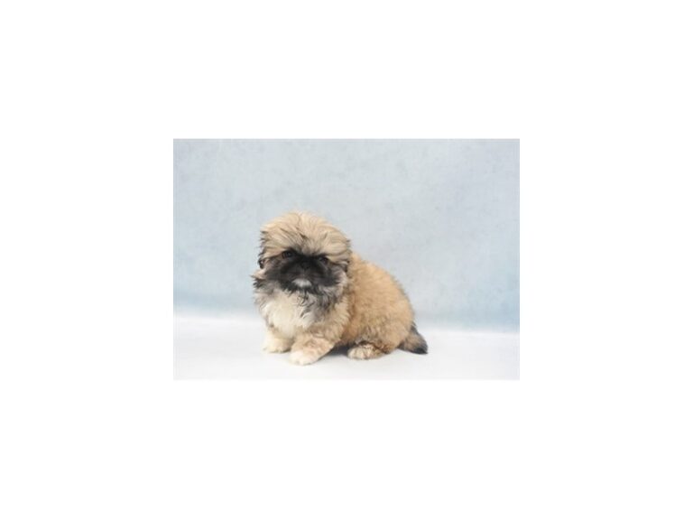 Pekingese