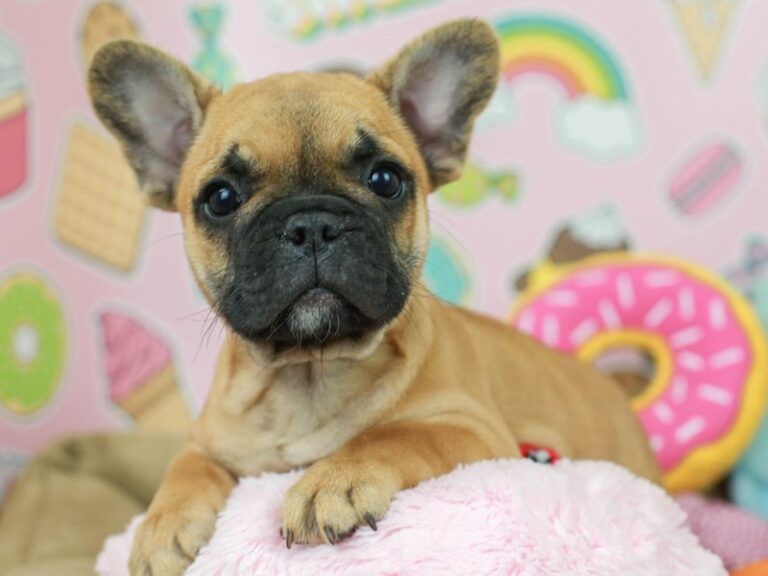 French Bulldog