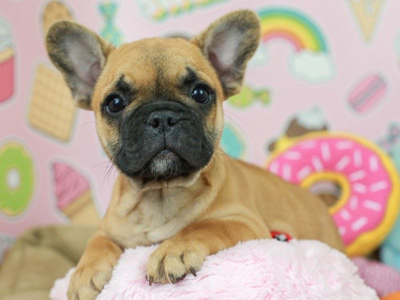 French Bulldog-DOG-Female--2743751-Animal Kingdom | Puppies N Love