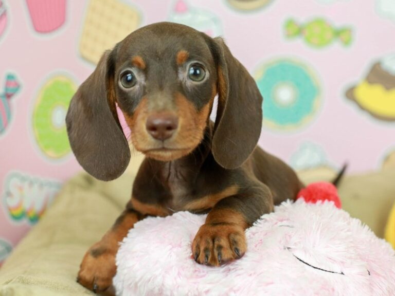 Dachshund