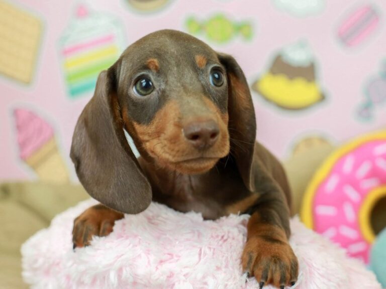 Dachshund