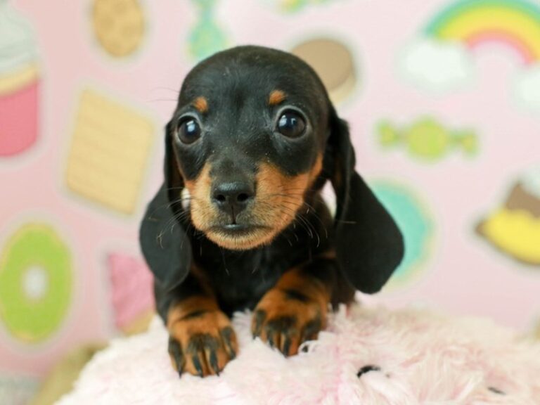Dachshund