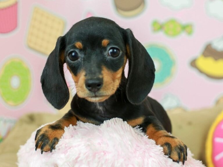 Dachshund