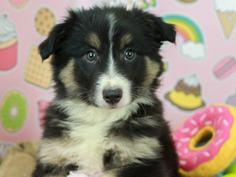 Australian Shepherd