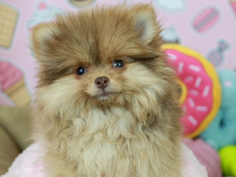 Pomeranian