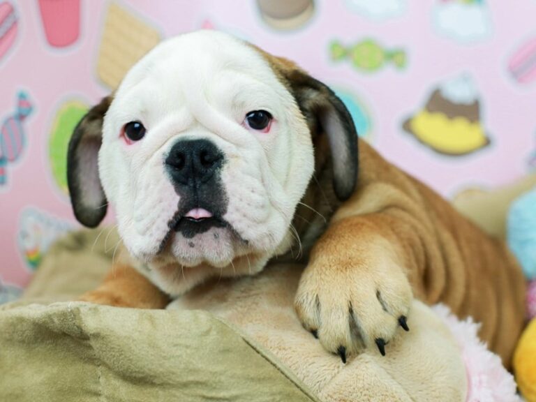 English Bulldog