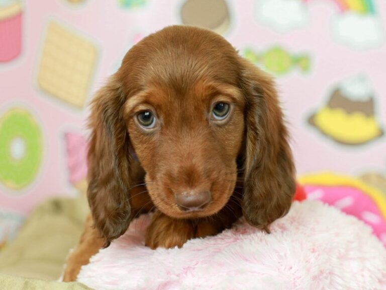 Dachshund
