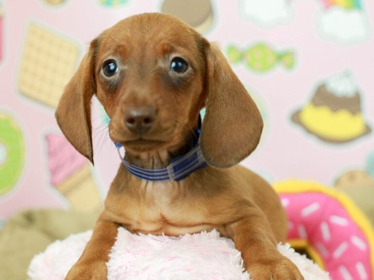 Dachshund