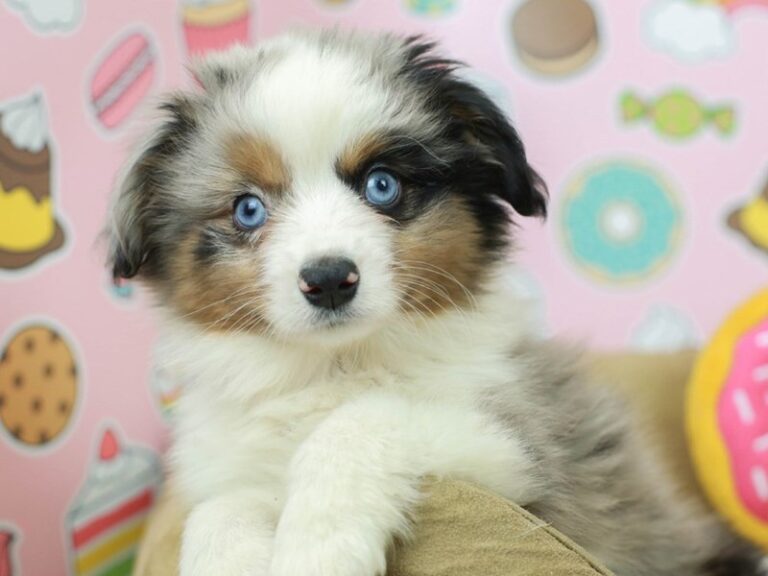 Mini Aussie