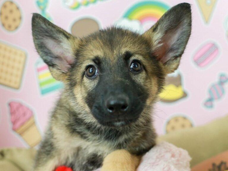 German Shepherd