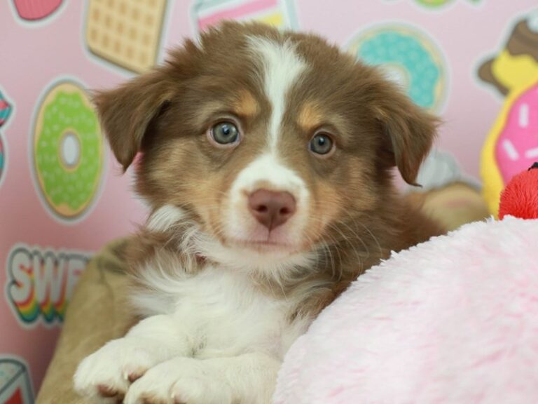 Mini Aussie