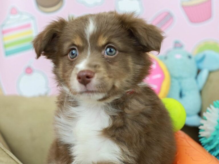 Mini Aussie