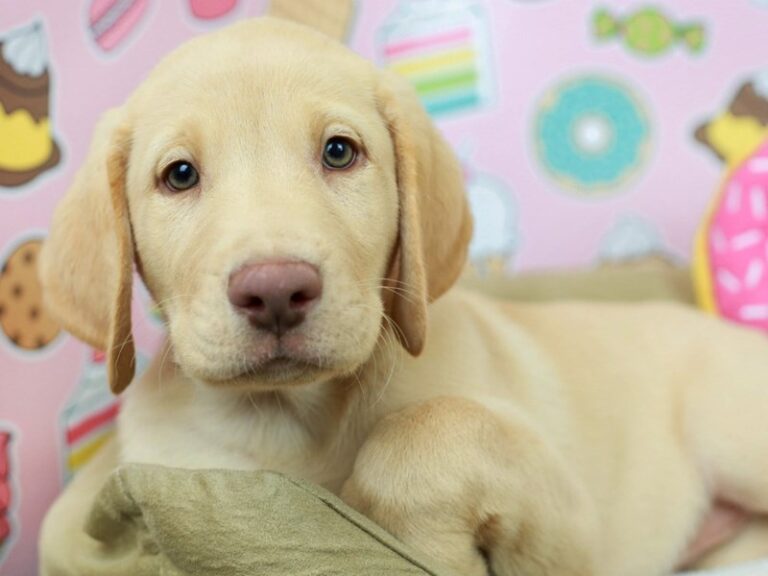 Labrador Retriever