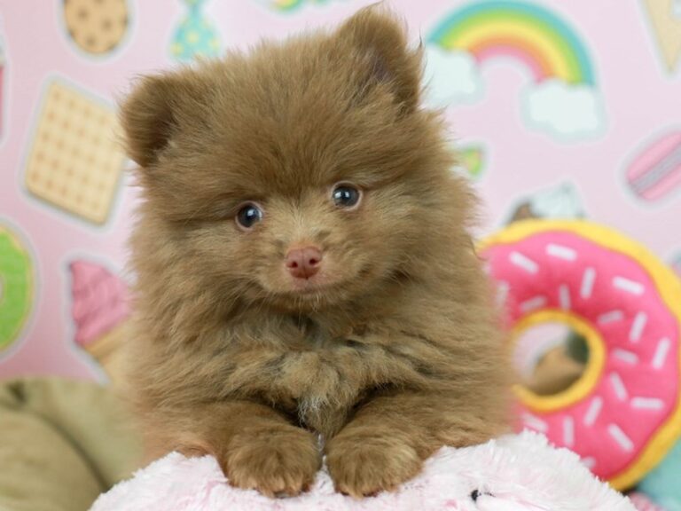 Pomeranian