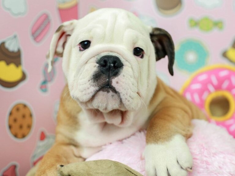 English Bulldog
