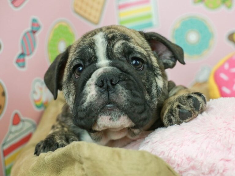 English Bulldog