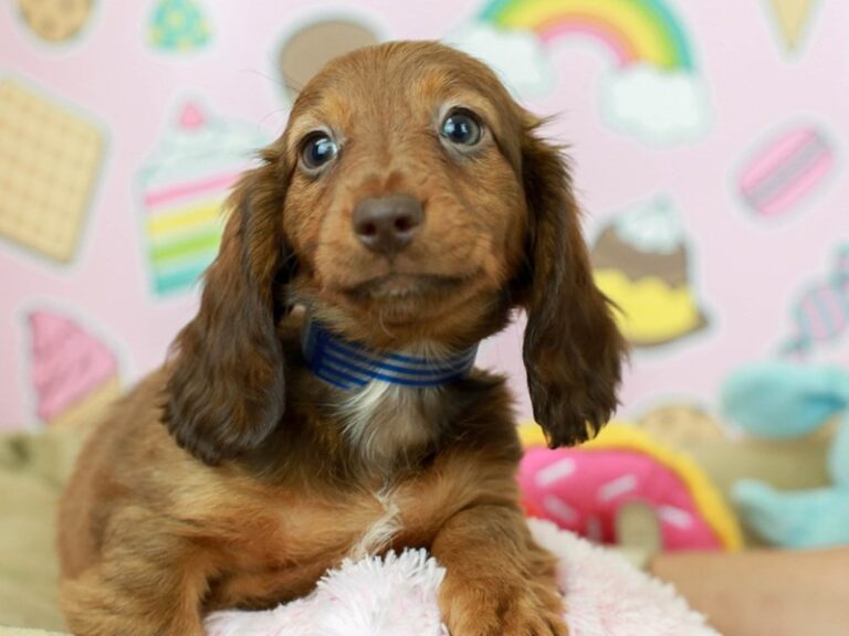 Dachshund
