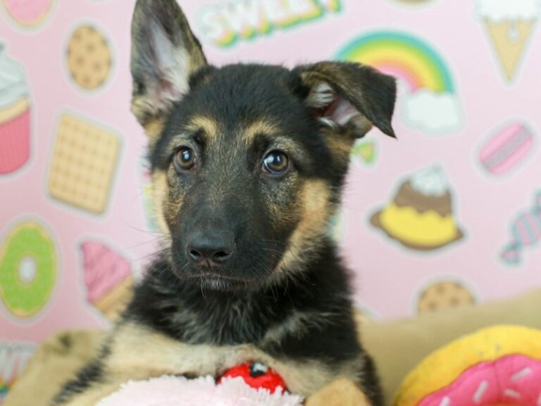 German Shepherd