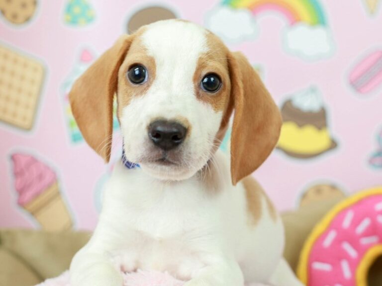 Beagle