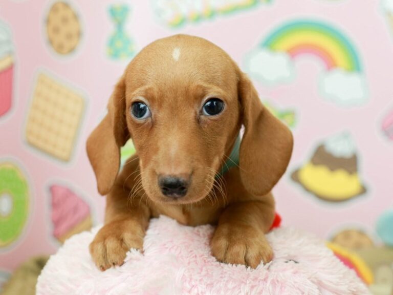Dachshund
