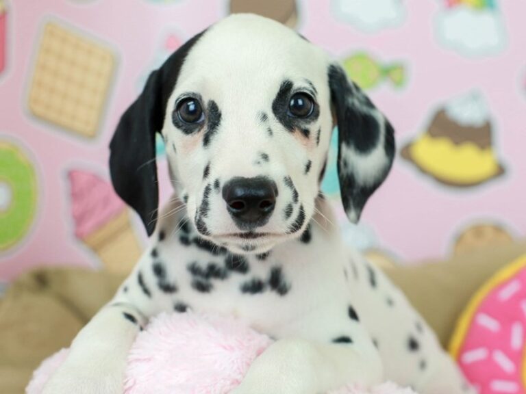 Dalmatian