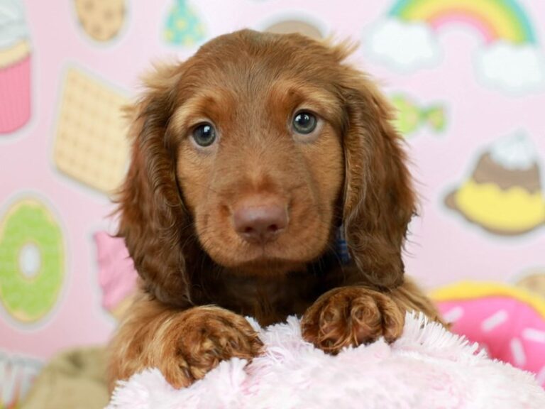Dachshund