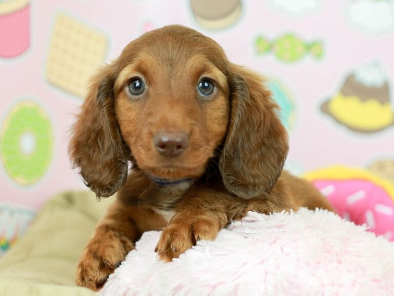 Dachshund