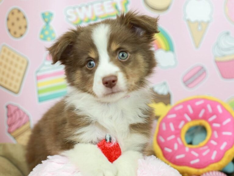 Mini Aussie