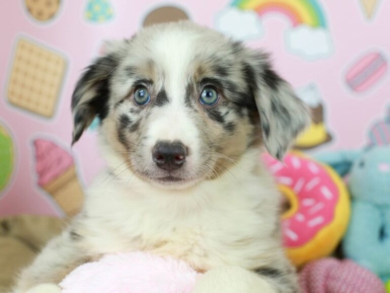 Australian Shepherd