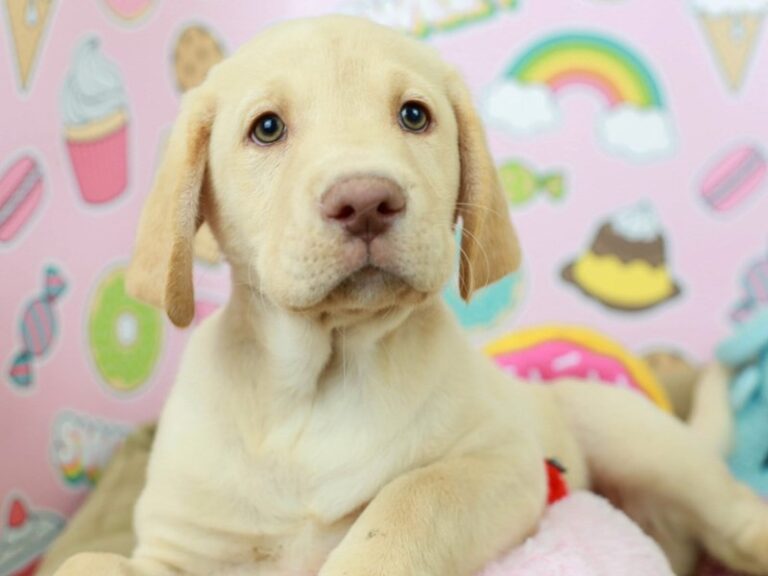Labrador Retriever