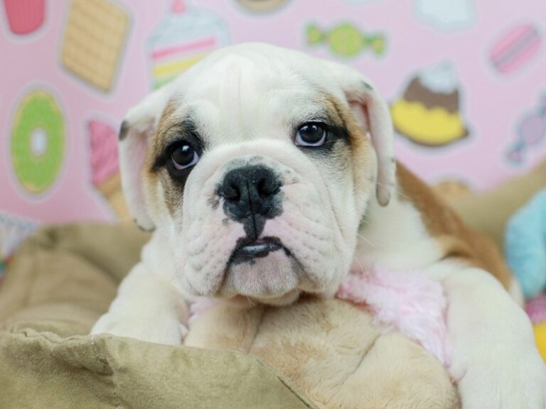 English Bulldog