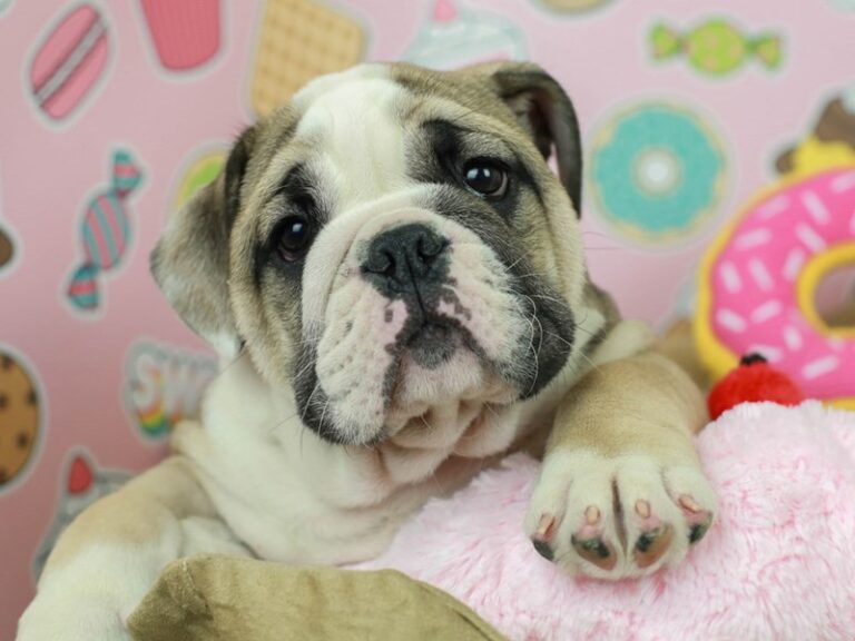 English Bulldog