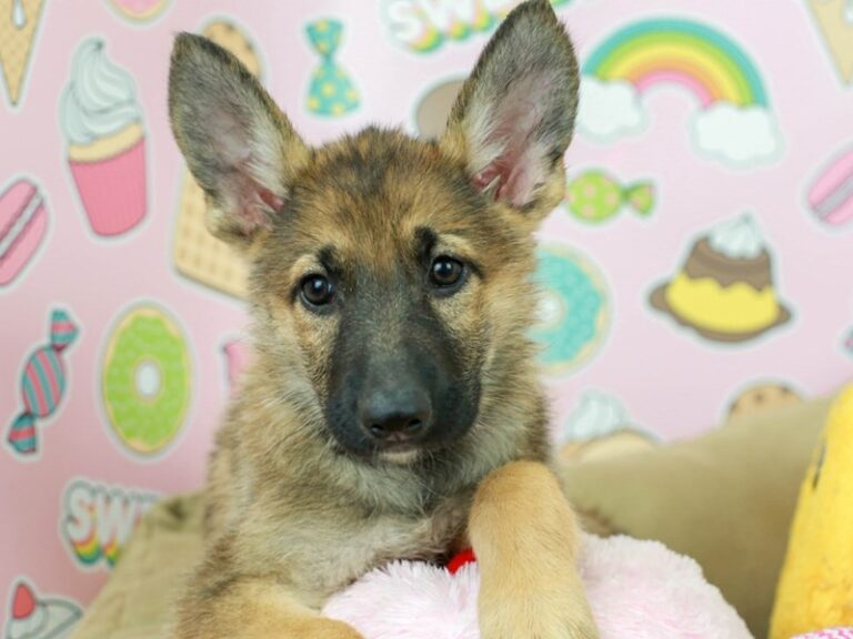 German Shepherd