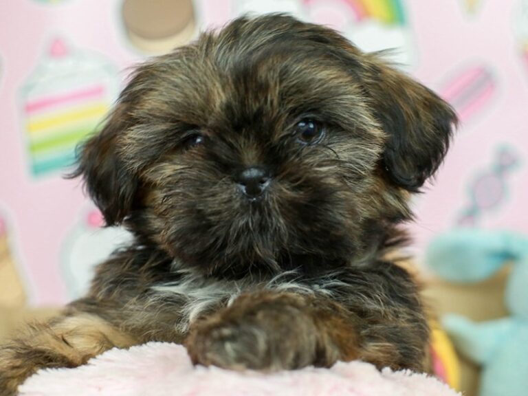 Shih Tzu
