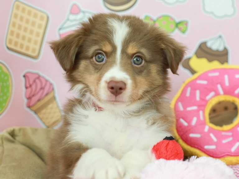 Mini Aussie